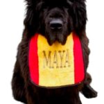 Two Coloured Personalized dog bib