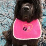 Dog Initials in heart dog bib with rainbow thread