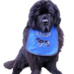 Personalized Newfoundland Dog Drooling Bib: Stylish & Durable!