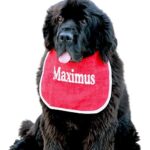 Personalized dog bib with name/wording