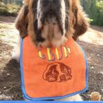 Customizable Saint Bernard Drool Bib: Personalized Embroidery for Your Pooch's Signature Style