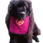 Heart & Paw Personalized Dog Bib: Handcrafted Love and Style for Your Beloved Dog