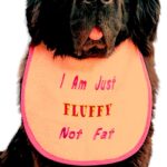 Fluffy Not Fat - The Must-Have Dog Bib for Fashionable Furballs! - 3 embroidery colours