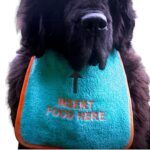 Custom 'INSERT FOOD HERE' Dog Bib: Let Your Dog Dine in Style