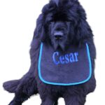 Personalize your own dog bib - super cute and comfy